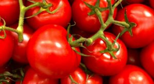 Κόβουν τιμές και στρέμματα τα εργοστάσια στη βιομηχανική τομάτα • Έλληνας Αγρότης