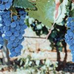 elgo-epistimoniki-synantisi-gia-tis-gigeneis-kai-topikes-poikilies-stis-10-2-sti-larisa-79658