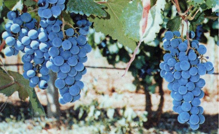 elgo-epistimoniki-synantisi-gia-tis-gigeneis-kai-topikes-poikilies-stis-10-2-sti-larisa-79658