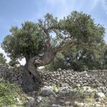 Παρατηρητήριο Τιμών Ελαιολάδου και Επιτραπέζιας Ελιάς (6/2/2026)