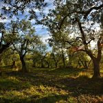 Το έργο KORES φέρνει νέα εποχή στην ελαιοπαραγωγή του Κουρδιστάν
