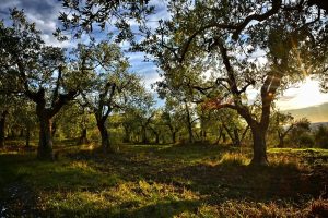 Το έργο KORES φέρνει νέα εποχή στην ελαιοπαραγωγή του Κουρδιστάν