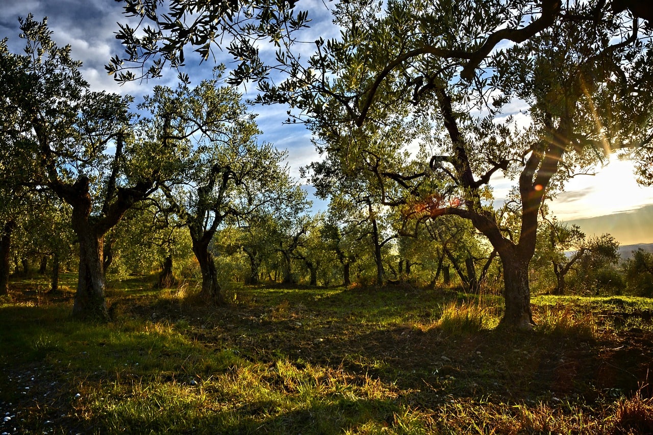 Το έργο KORES φέρνει νέα εποχή στην ελαιοπαραγωγή του Κουρδιστάν