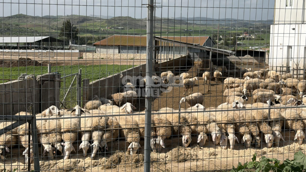 Σε συναγερμό η Κύπρος μετά το αιφνίδιο ξέσπασμα αφθώδους πυρετού σε κτηνοτροφικές μονάδες στη Λάρνακα