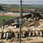 Σε συναγερμό η Κύπρος μετά το αιφνίδιο ξέσπασμα αφθώδους πυρετού σε κτηνοτροφικές μονάδες στη Λάρνακα