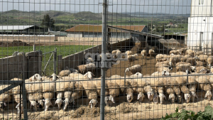 Σε συναγερμό η Κύπρος μετά το αιφνίδιο ξέσπασμα αφθώδους πυρετού σε κτηνοτροφικές μονάδες στη Λάρνακα