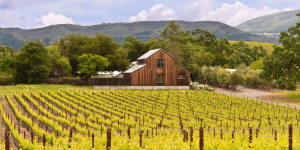 Νομοσχέδιο ΗΠΑ θέλει τα «Αμερικανικά Κρασιά» μόνο από ντόπια σταφύλια - Winetrails