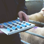 Ηλεκτρονική σήμανση ζώων: Προϋπόθεση για τους «βόλους» η διαλειτουργική βάση δεδομένων