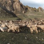 Συνελήφθη κτηνοτρόφος στη Μαγνησία γιατί έβγαλε για βοσκή 200 αιγοπρόβατα • Έλληνας Αγρότης