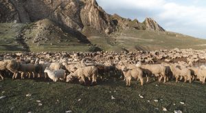 Συνελήφθη κτηνοτρόφος στη Μαγνησία γιατί έβγαλε για βοσκή 200 αιγοπρόβατα • Έλληνας Αγρότης