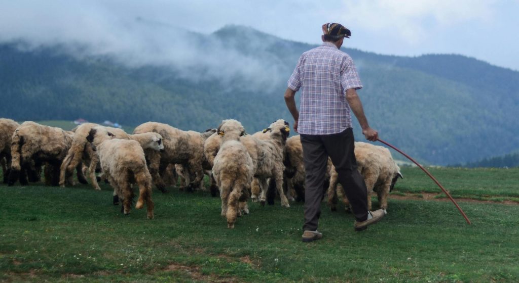Μπαράζ συλλήψεων για παραβίαση μέτρων ενάντια στην ευλογιά • Έλληνας Αγρότης