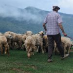 Μπαράζ συλλήψεων για παραβίαση μέτρων ενάντια στην ευλογιά • Έλληνας Αγρότης