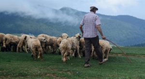 Μπαράζ συλλήψεων για παραβίαση μέτρων ενάντια στην ευλογιά • Έλληνας Αγρότης