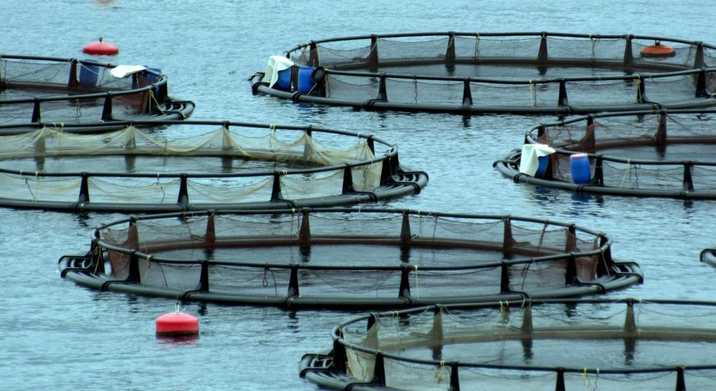 Υδατοκαλλιέργειες Θράκης: Έτος-ορόσημο το 2026 για τον δυναμικό κλάδο του πρωτογενή τομέα • Έλληνας Αγρότης