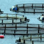 Υδατοκαλλιέργειες Θράκης: Έτος-ορόσημο το 2026 για τον δυναμικό κλάδο του πρωτογενή τομέα • Έλληνας Αγρότης