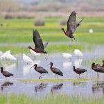 ΟΦΥΠΕΚΑ: Ολοκληρώθηκε η καταγραφή των μικρών νησιωτικών υγροτόπων