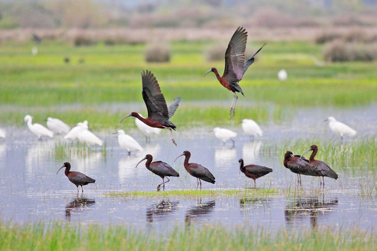 ΟΦΥΠΕΚΑ: Ολοκληρώθηκε η καταγραφή των μικρών νησιωτικών υγροτόπων