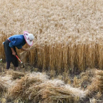 H Κίνα επικεντρώνεται στην αυτάρκεια σε σιτηρά και σταθερότητα των τιμών παραγωγού