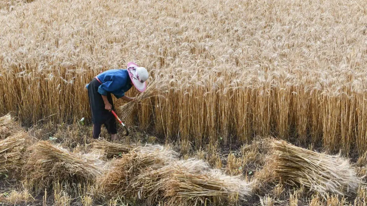 H Κίνα επικεντρώνεται στην αυτάρκεια σε σιτηρά και σταθερότητα των τιμών παραγωγού
