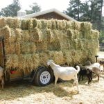 Υγειονομικά πρωτόκολλα για τη διακίνηση των ζωοτροφών στα μέτρα κατά ευλογιάς