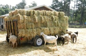 Υγειονομικά πρωτόκολλα για τη διακίνηση των ζωοτροφών στα μέτρα κατά ευλογιάς
