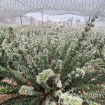 Η πρώτη πιστοποιημένη ελληνική ποικιλία ρίγανης "Αρέθουσα" εγκαταστάθηκε στη Βόρεια Εύβοια