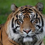 72 τίγρεις πέθαναν από ιό σε ζωολογικό πάρκο στην Ταϊλάνδη