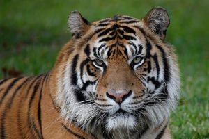 72 τίγρεις πέθαναν από ιό σε ζωολογικό πάρκο στην Ταϊλάνδη