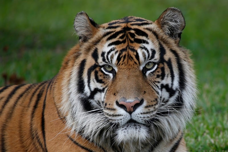 72 τίγρεις πέθαναν από ιό σε ζωολογικό πάρκο στην Ταϊλάνδη