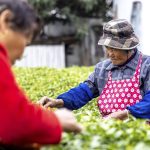 Το σχέδιο της Κίνας για την παγκόσμια κυριαρχία στο τσάι