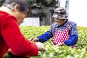 Το σχέδιο της Κίνας για την παγκόσμια κυριαρχία στο τσάι