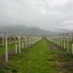 Βοηθά στα ποιοτικά και ποσοτικά χαρακτηριστικά των ακτινιδιών η εδαφολογική ανάλυση - Fresher