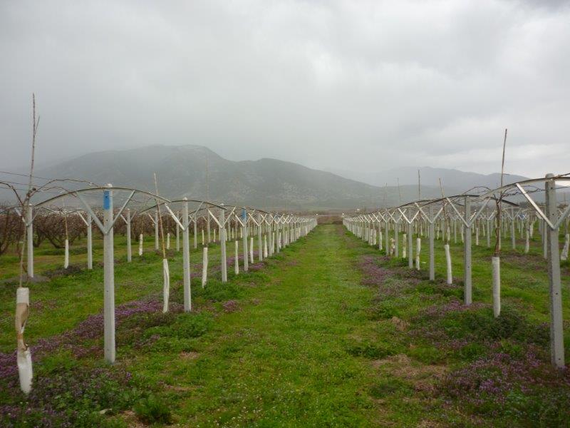 Βοηθά στα ποιοτικά και ποσοτικά χαρακτηριστικά των ακτινιδιών η εδαφολογική ανάλυση - Fresher