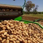 Δύο ελληνοποιήσεις αιγυπτιακών πατατών έδειξαν έλεγχοι του ΥΠΑΑΤ