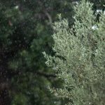 Η αζωτούχος λίπανση της ελιάς