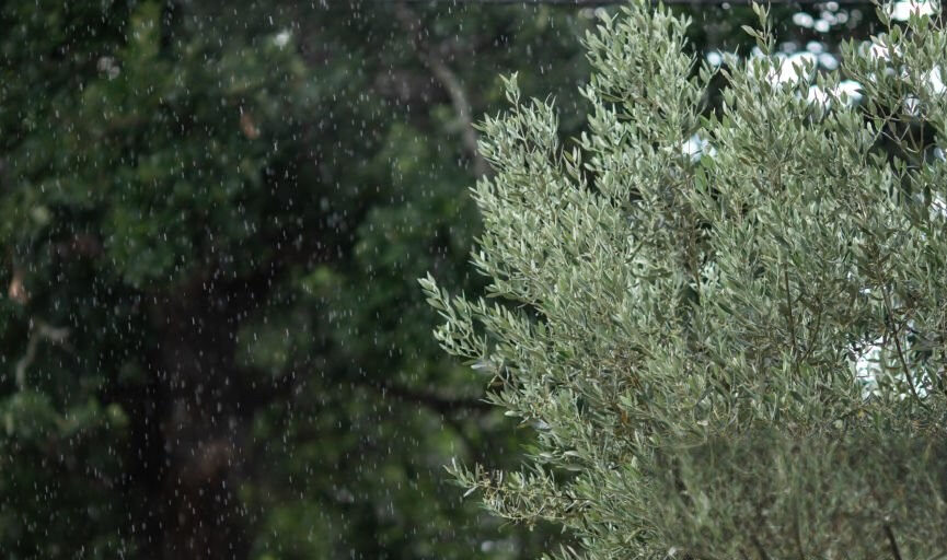 Η αζωτούχος λίπανση της ελιάς