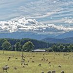 Ο δίκαιος αγώνας των κτηνοτρόφων της Λέσβου, απέναντι στην κυβερνητική ανικανότητα και αναλγησία, πρέπει να δικαιωθεί και θα δικαιωθεί