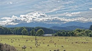 Ο δίκαιος αγώνας των κτηνοτρόφων της Λέσβου, απέναντι στην κυβερνητική ανικανότητα και αναλγησία, πρέπει να δικαιωθεί και θα δικαιωθεί