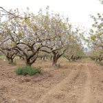 Προληπτικά μέτρα στις φιστικιές για αποφυγή απώλειας φυτικού κεφαλαίου