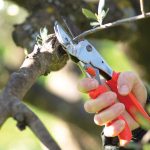 Ελαίας Καρπός