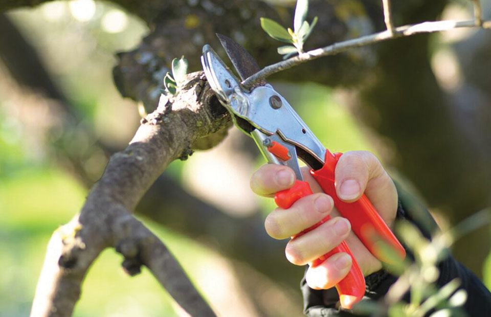 Ελαίας Καρπός
