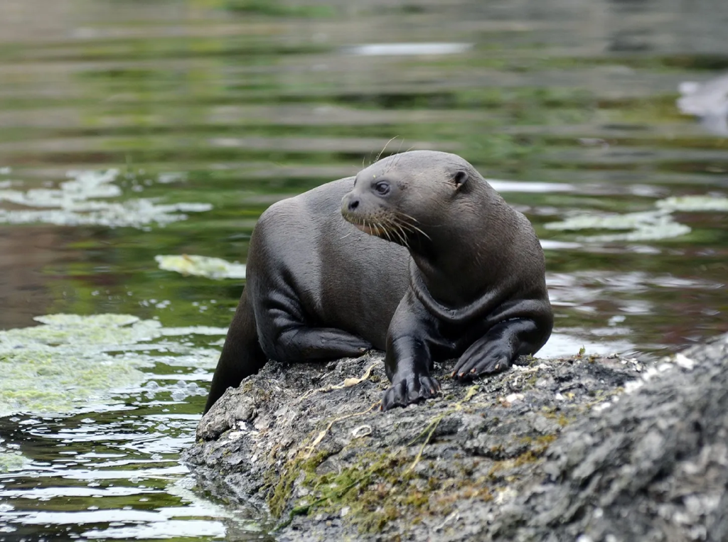 Υπό διεθνή προστασία 40 νέα αποδημητικά είδη