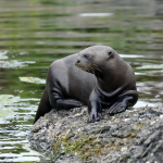 Υπό διεθνή προστασία 40 νέα αποδημητικά είδη