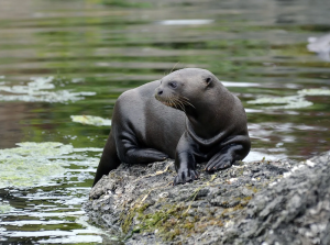 Υπό διεθνή προστασία 40 νέα αποδημητικά είδη