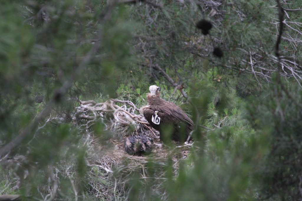 Οι νεοσσοί μαυρογύπα δείχνουν ότι ανακάμπτει το πληγωμένο από τις φωτιές δάσος της Δαδιάς