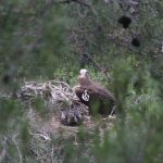Οι νεοσσοί μαυρογύπα δείχνουν ότι ανακάμπτει το πληγωμένο από τις φωτιές δάσος της Δαδιάς