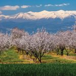 Μεγάλη προσοχή ως την καρπόδεση απαιτεί η καλλιέργε