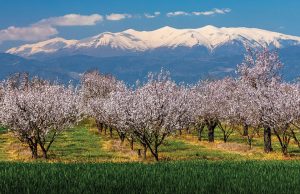 Μεγάλη προσοχή ως την καρπόδεση απαιτεί η καλλιέργε