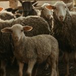 Ο αφθώδης πυρετός καλπάζει στη Λέσβο με 16 νέα κρούσματα και 29 συνολικά • Έλληνας Αγρότης