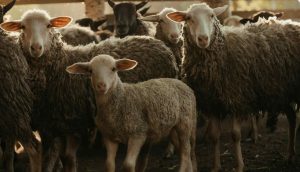 Ο αφθώδης πυρετός καλπάζει στη Λέσβο με 16 νέα κρούσματα και 29 συνολικά • Έλληνας Αγρότης